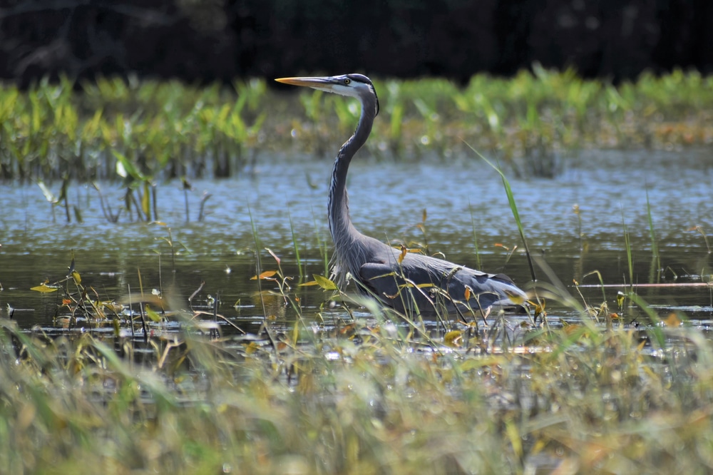 Shiawassee National Wildlife Refuge is a great place for birdwatching near Bay City, MI