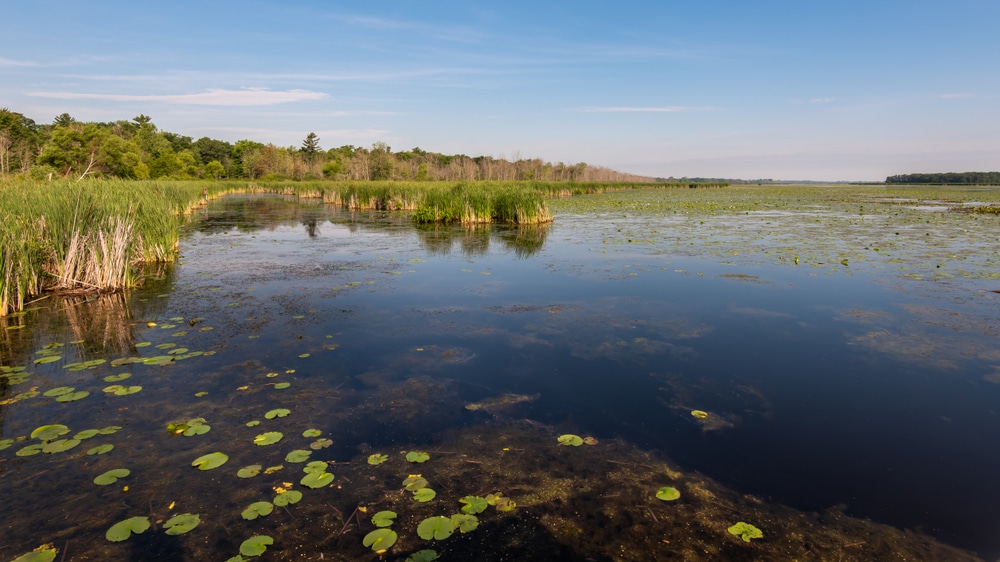 Don't Miss Bay City State Park Near Our Michigan Bed and Breakfast 4 Lily pads and cattails in Tobico Marsh Nature Area, in Bay City State Park, near Bay City, Michigan .