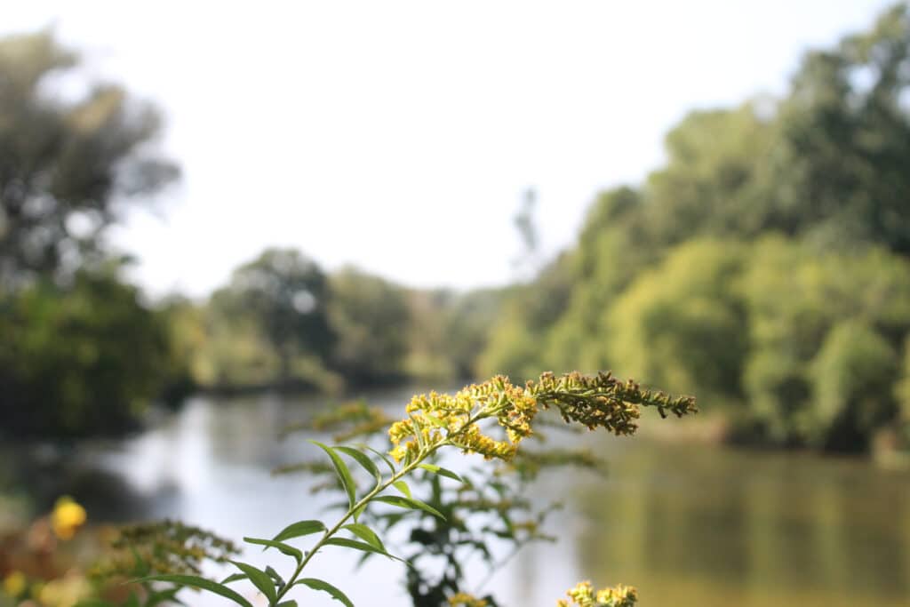 Yellow wildflower, with blurred river behind at Chippewa Nature Center in Midland MI.
