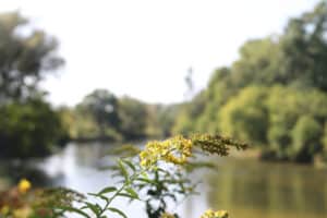 Yellow wildflower, with blurred river behind at Chippewa Nature Center in Midland MI.